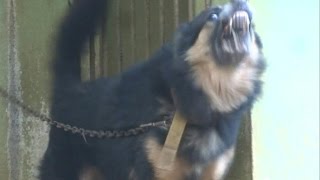 German Shepherds Wild Barking [upl. by Adlen103]