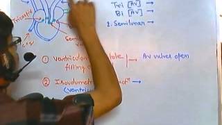 Cardiac cycle  human physiology  cardiac system [upl. by Nylicaj876]