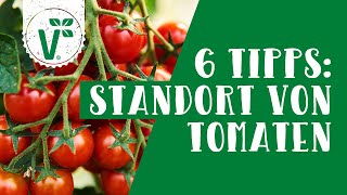 Tomaten anbauen  6 einfache Tipps für den Standort im Garten [upl. by Wendelina]