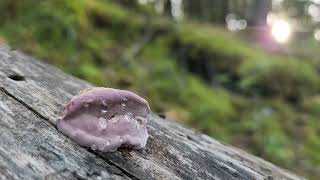 Early Development of RedBelted Conk with Fungi Guttation Exudated Droplets [upl. by Siouxie137]