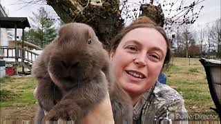 Bunny Gendering Day amp Putting a Pause on Our Goat Series rabbits homesteading backyardrabbitry [upl. by Davidson]