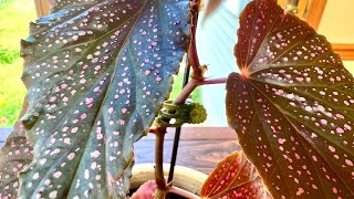 Indoorplants how to propagate the Begonia Maculata A complete guide with weekly updates [upl. by Nioe]