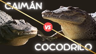 COCODRILO Y CAIMAN ¿Son el mismo ANIMAL [upl. by Dahc]