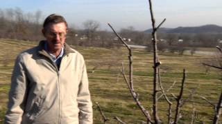 Spraying Fruit Trees Dormant Oil [upl. by Sitnerp561]