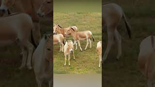 Mongolian wild asses spotted galloping across Inner Mongolias grasslands [upl. by Nihahs3]