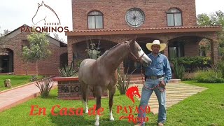 Rancho Los Palominos  Segunda Transmisión En Vivo  Casa de Payaso Rojo Gunner [upl. by Hackathorn]