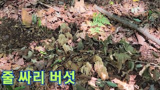 좀더 싸리버섯많은곳 싸리버섯찾기 싸리버섯채취시기 가을버섯 밀버섯 [upl. by Auohs]