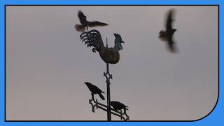 Turmfalken amp Krähen Abendliches Schauspiel am Kirchturm [upl. by Brooke859]