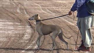 Arabic dog  Arabian saluki dog breed in Punjab  Mudhol hound [upl. by Bendicty]