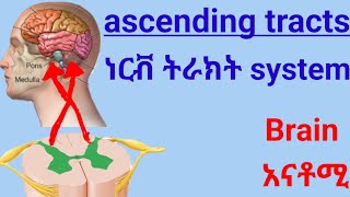 🛑ascending Tracts of Spinal Cord የህብለ ሰረሰር ትራክት ሲስተም spinal nervous system anatomy [upl. by Atinaw331]