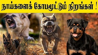 நாய்களைக் கோபமூட்டும் நிறங்கள்  Sooriyan FM  Interesting  RJ Sajahan [upl. by Eiliak]