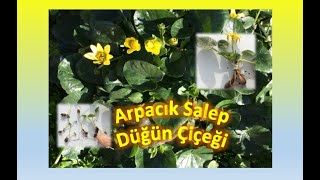 Arpacık Salep Yalancı Salep Düğün Çiçeği [upl. by Kisung]