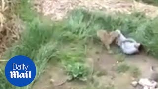 Leopard goes BEZERK and mauls people in an Indian village [upl. by Wera15]