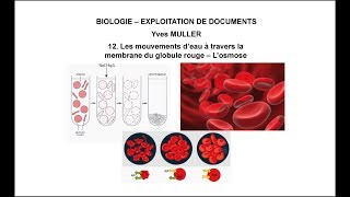 12 Les mouvements d’eau à travers la membrane du globule rouge – L’osmose [upl. by Nivert]