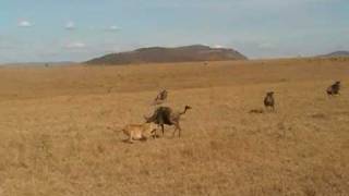 Lioness attacks Wildebeest  Masai Mara Kenya [upl. by Suidualc]