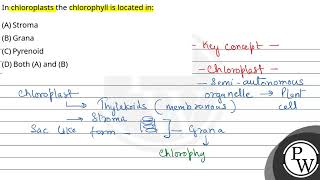 In chloroplasts the chlorophyll is located in [upl. by Hadeehsar]