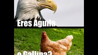 Eres águila o gallina [upl. by Nirrad504]