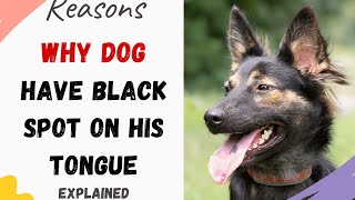 Why Does My Dog Have black Spots on His Tongue Reasons Explained with Solutions [upl. by Rettuc]