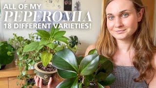 My entire Peperomia collection 18 different types of Peperomia [upl. by Fonzie]