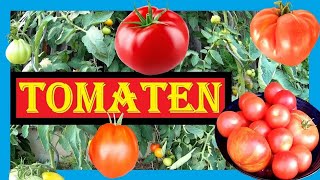 🍅 Tomaten anbauen Aussaat bis Ernte 🌱🍅 Tomaten pflanzen im Folienhaus  Gewächshaus 🍅🍅 Bio Tomaten [upl. by Seumas]