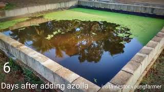 Fast azolla growth in 9 days [upl. by Giah76]