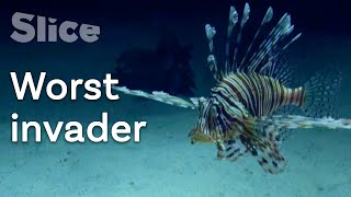 Where did the Lionfish come from   SLICE [upl. by Idelson294]