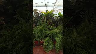 Kambalakonda Rain forest setup vizag forest [upl. by Juliette]