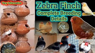 Finch Colony Breeding Details  ahsanbirds05 [upl. by Hawker]