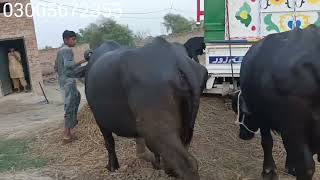 2 beautiful buffaloes sale out Gujjar tv arifwala14 September 2024 [upl. by Cos]