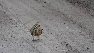 American Woodcock dance [upl. by Nipha]