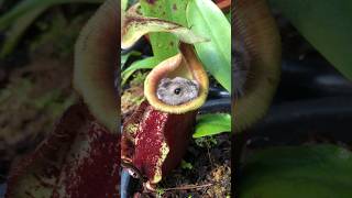 This Pitcher Plant ate my Hamster 😅❤️ nepenthes carnivorousplants pitcherplant [upl. by Urquhart]