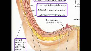 Details of the Intercostal Arteries and Nerves [upl. by Bessie]