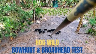 quotHOG WILDquot Florida BOWHUNT amp BROADHEAD TEST [upl. by Ellevehs]