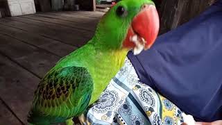 nina great billed parrot  tes ff [upl. by Ecydnarb]