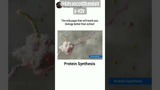 Protein synthesis Eukaryotic translation animationbiology yt biology fypシ゚viral fypyoutube [upl. by Ailadi787]