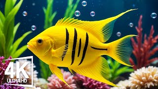 Aquarium 4K ULTRA HD  The Most Beautiful Fish In The World The Ultimate Underwater Escape [upl. by Kellina]