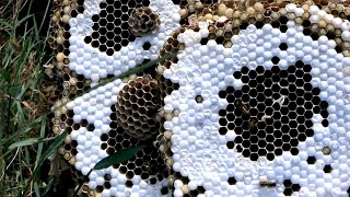 HUGE Yellow Jacket Ground Nest  Wasp Nest Removal [upl. by Narad]