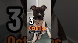 ✅ 3 ejercicios obligatorios para tu cachorro ‼️ perro consejosparaperros [upl. by Ailhad]