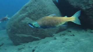 Fallen Leaf Lake Kokanee Salmon Spawning [upl. by Snahc470]