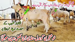 Today Gondal Mandi latest update Fatehjhangi bulls Latest Rate on Gondal Mandibulls qurbani [upl. by Atsirk]