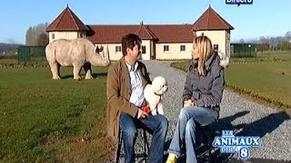 Club de vacances pour animaux  Un château pour chats un hôtel pour chiens [upl. by Adnowat295]