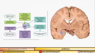 NEUROANATOMÍA  COMPLEJO NUCLEAR AMIGDALINO [upl. by Yzmar]