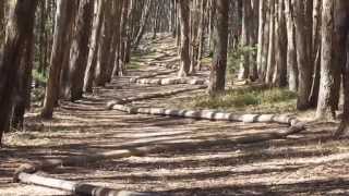 quotWood Linequot by Andy Goldsworthy Presidio San Francisco California [upl. by Alves560]