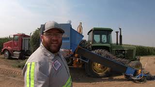 How Lavender is Planted Harvested and Distilled [upl. by Arondel]