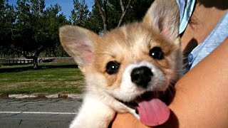 Cutest Corgi Puppies Compilation NEW [upl. by Suiratnod]