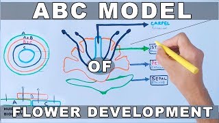 ABC Model of Flower Development [upl. by Dnalloh]