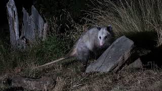 The Possum or Opossum sounds You Never Knew They Made [upl. by Josiah141]