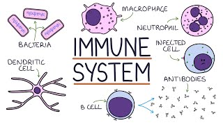 Understanding the Immune System in One Video [upl. by Olli]