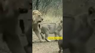 Lions Vs Small Pig Attack Scene  shorts wildlifeshoTs [upl. by Cuthbertson697]