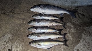 What a difference a week makes 🎣 Hauling bass and coalies on my local 🐟Anglesey beach fishing [upl. by Roy]